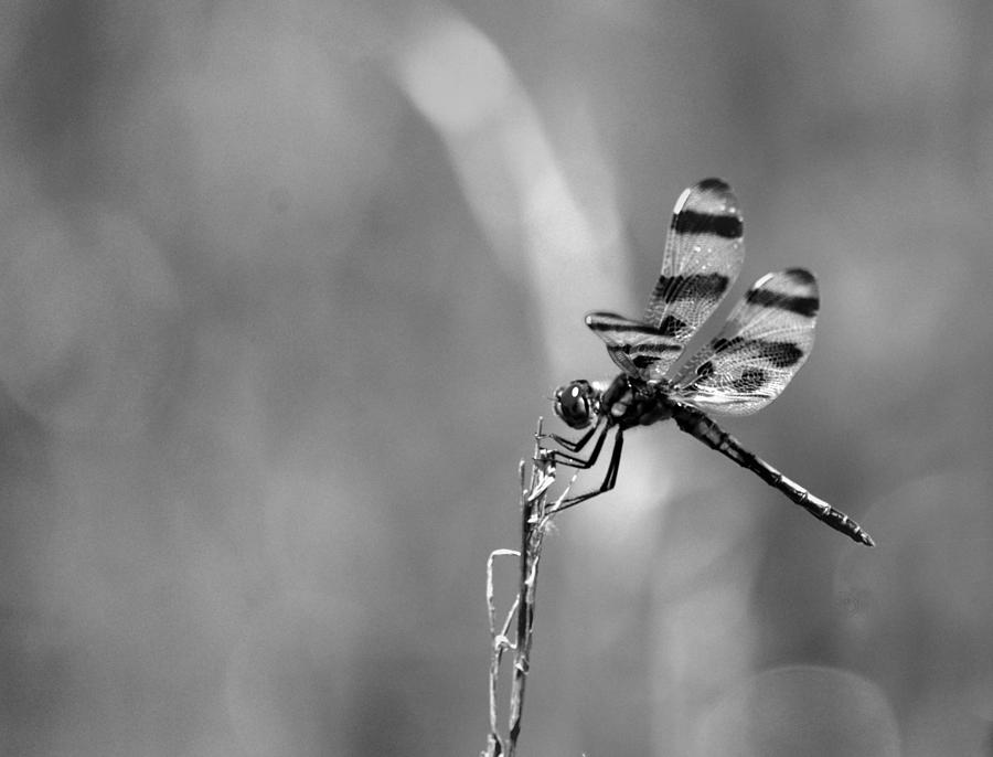 Dragonfly - BW15-01 Photograph by Maria Urso