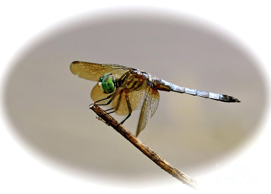 Dragonfly Cameo Photograph by Carol Groenen