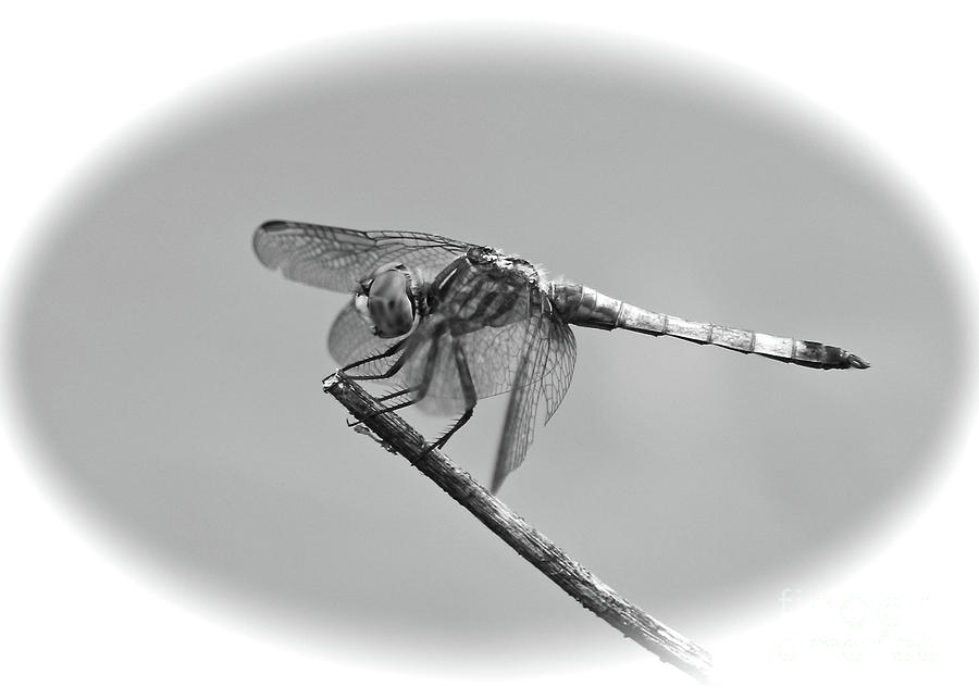 Dragonfly Cameo in Black and White Photograph by Carol Groenen