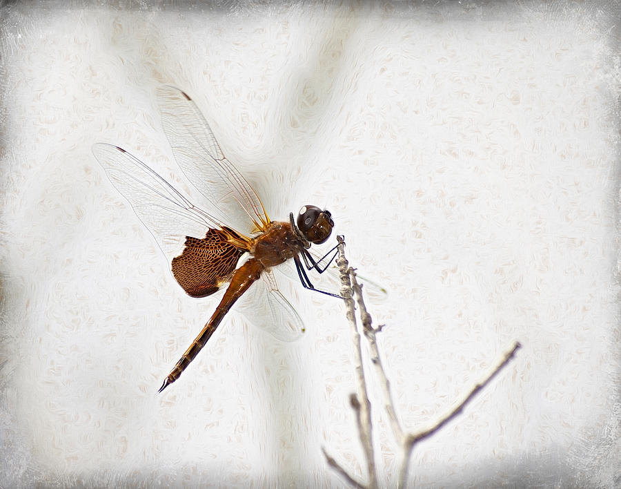 Dragonfly Photograph by Carolyn Marshall