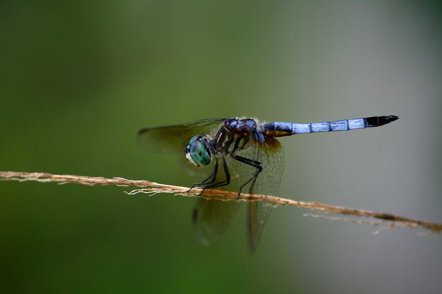 Dragon Photograph - Dragonfly by Cathy Harper