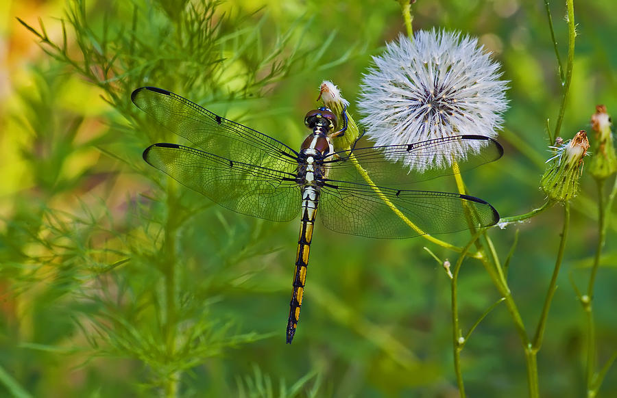 Dragonfly Clinging to a Dandelion Photograph by Michael Whitaker