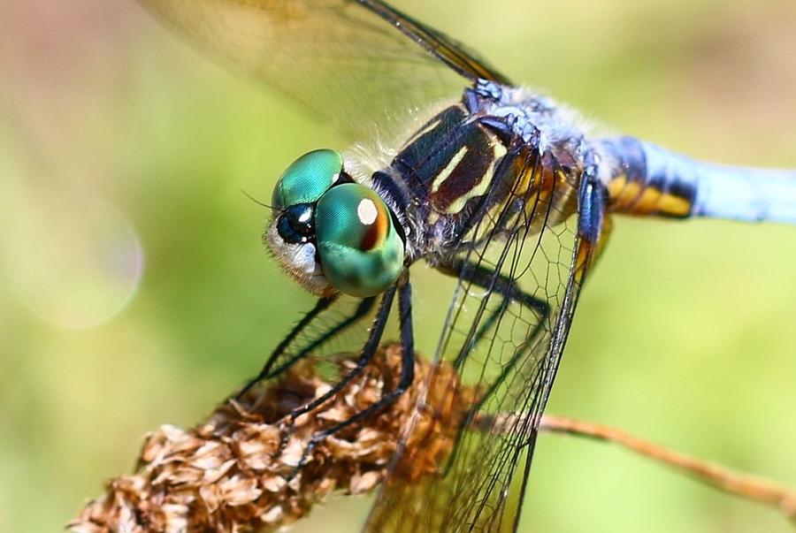 Dragonfly Photograph - Dragonfly Close Up 2 by Debbie Storie