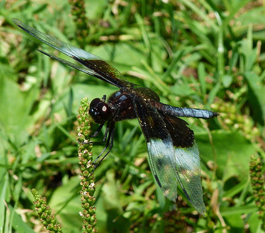 Dragonfly Close Up Photograph by Richard Bryce and Family