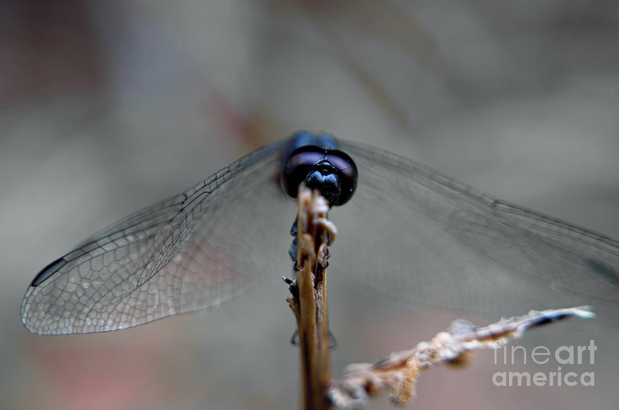 Dragonfly Closeup Photograph by Michelle Meenawong