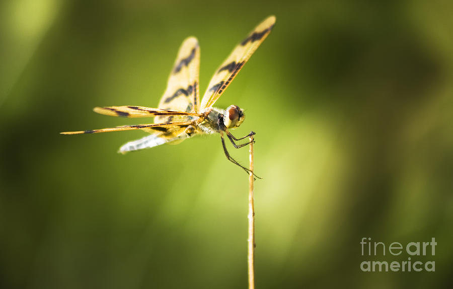 Dragonfly clutching fern blade Photograph by Jorgo Photography