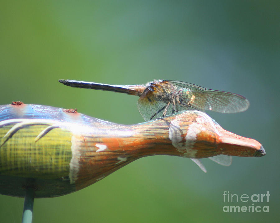 Dragonfly Co Pilot Photograph by Smilin Eyes Treasures