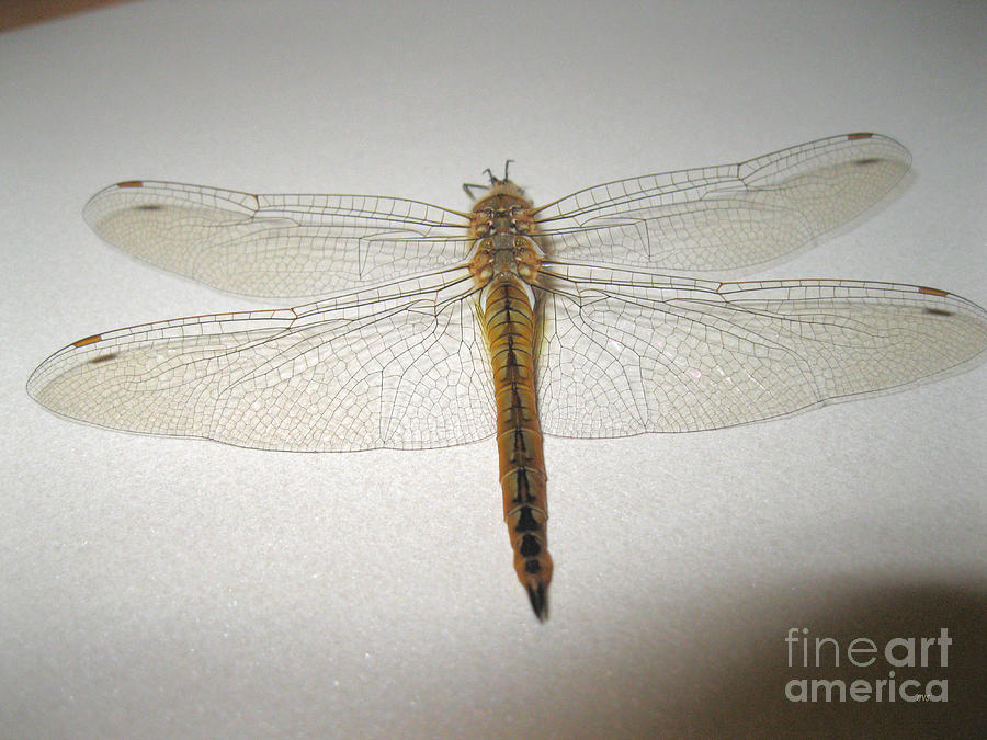 Dragonfly Collection. Image 27.2 Photograph by Oksana Semenchenko