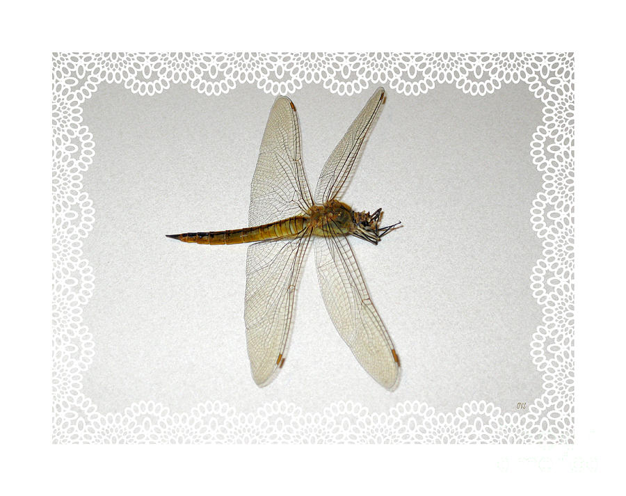 Dragonfly Collection. Image 5.2 Photograph by Oksana Semenchenko