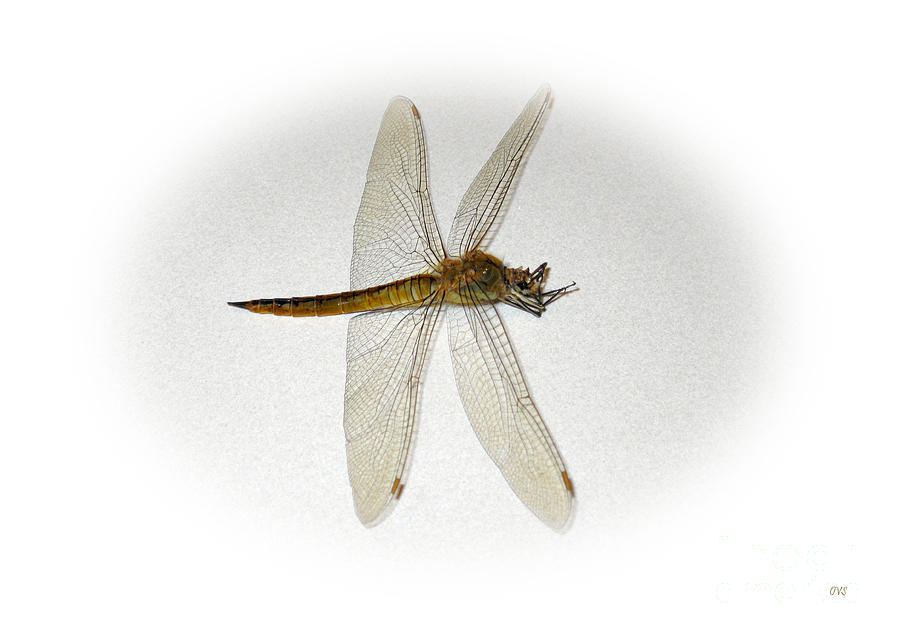 Dragonfly Collection. Image 5.3.1 Photograph by Oksana Semenchenko