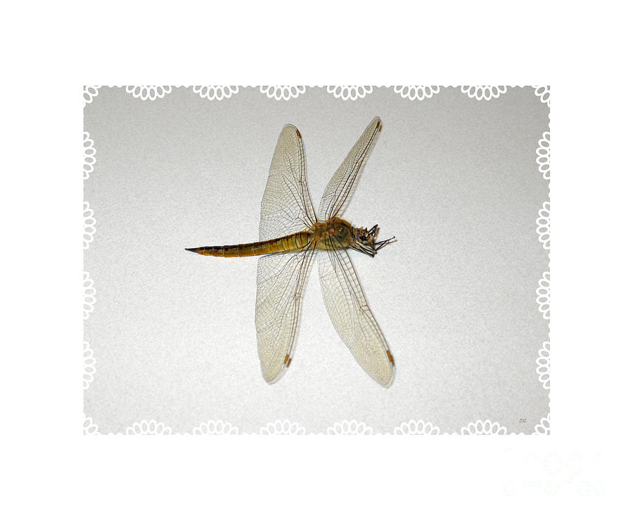 Dragonfly Collection. Image 5.5 Photograph by Oksana Semenchenko