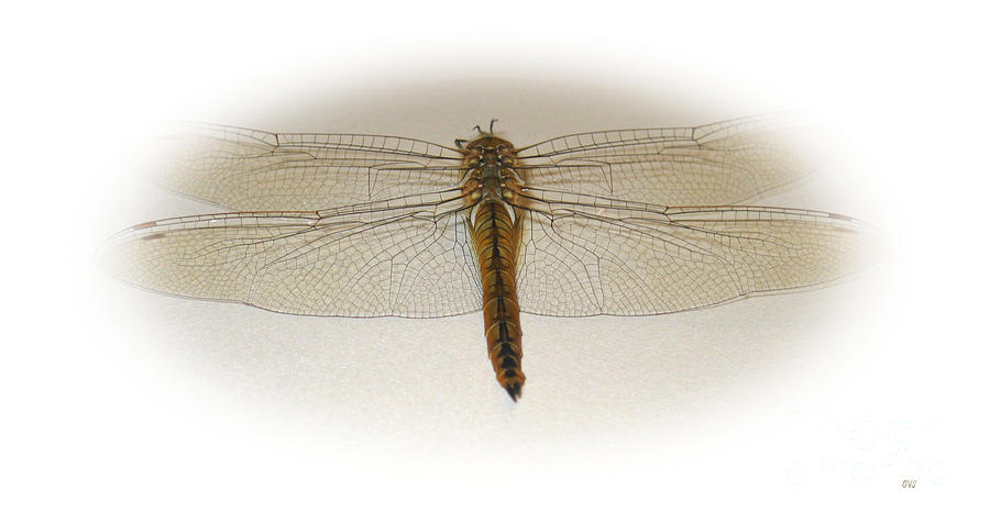 Dragonfly Collection. Image 6.1 Photograph by Oksana Semenchenko