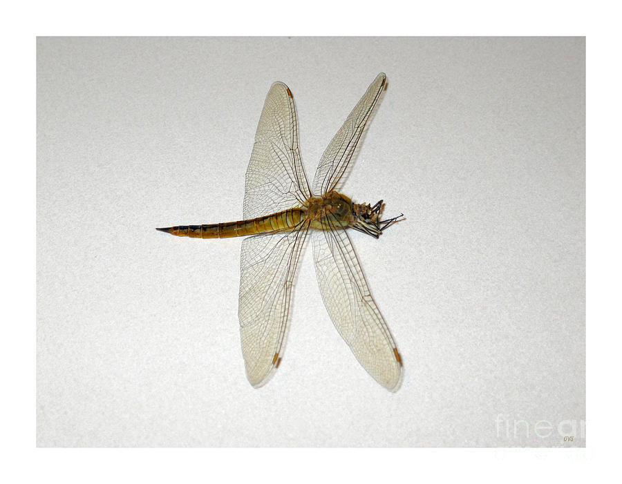 Dragonfly Collection. Image5.4 Photograph by Oksana Semenchenko