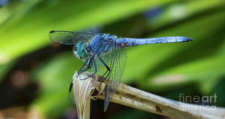 Dragonfly Color Photograph by Mitch Shindelbower