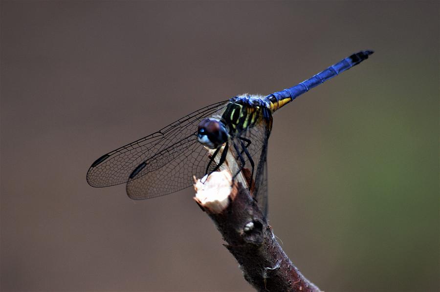 Dragonfly Color Photograph by Warren Thompson