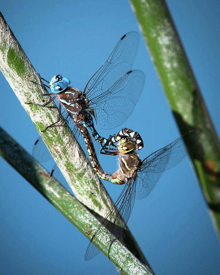 Dragonfly Couple 2 Photograph by Catherine Lau