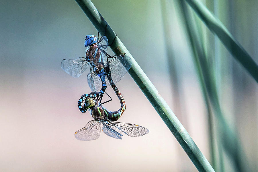 Insects Photograph - Dragonfly Couple by Catherine Lau