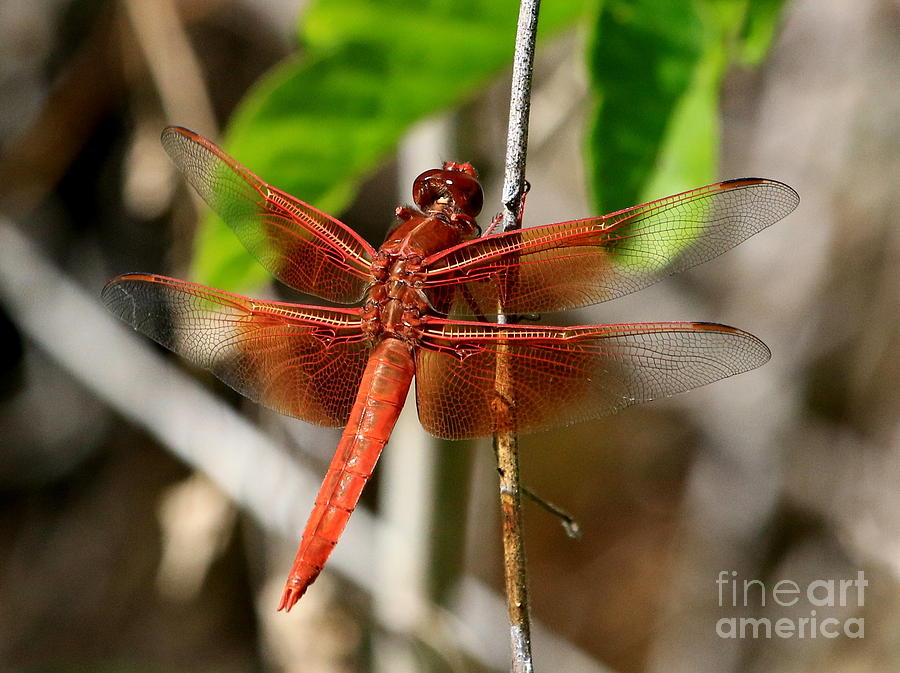 Red-Veined Darter Photograph by Craig Corwin