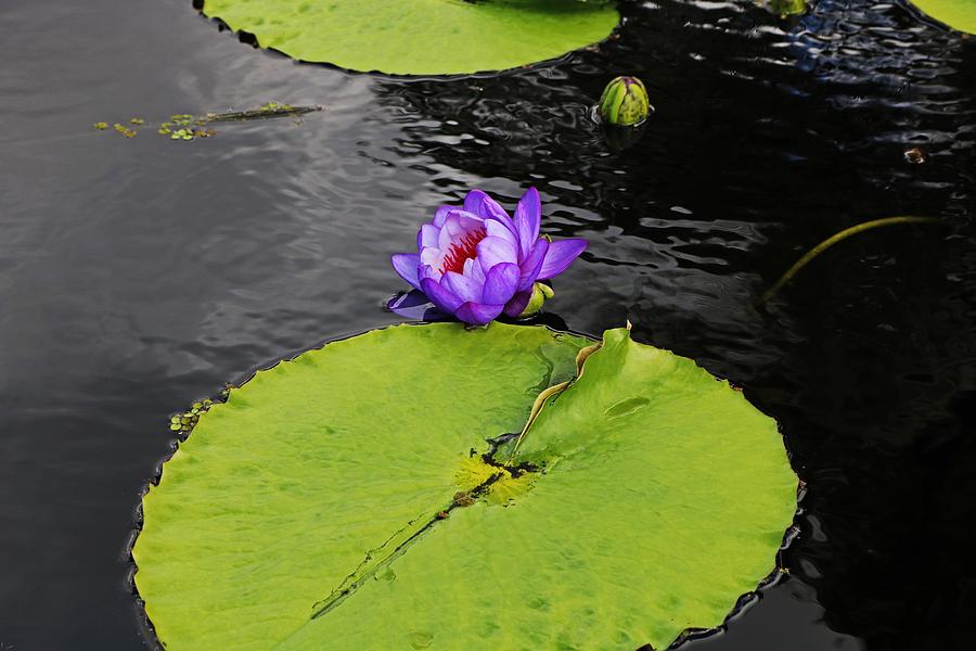 Dragonfly Dancing on a Lily Pad Photograph by Michiale Schneider