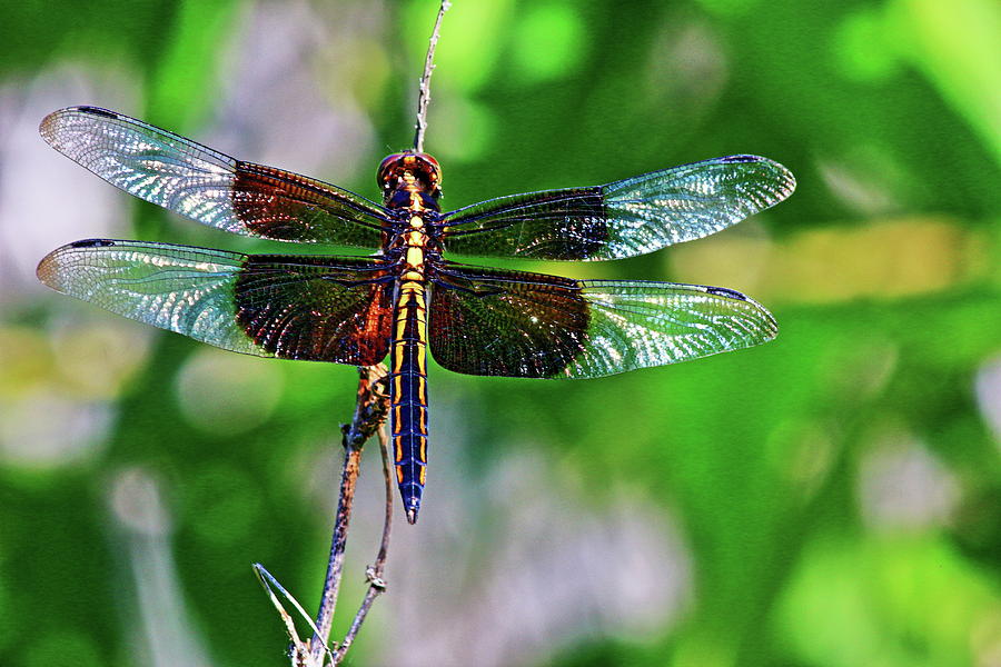 Dragonfly Photograph by Daniel Koglin
