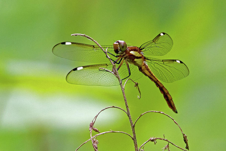 Dragonfly Photograph by David Freuthal