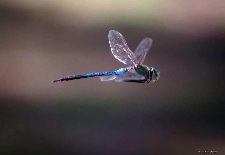 Dragonfly Photograph by Debra Forand