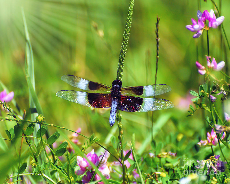 Dragonfly Delight Photograph by Kerri Farley