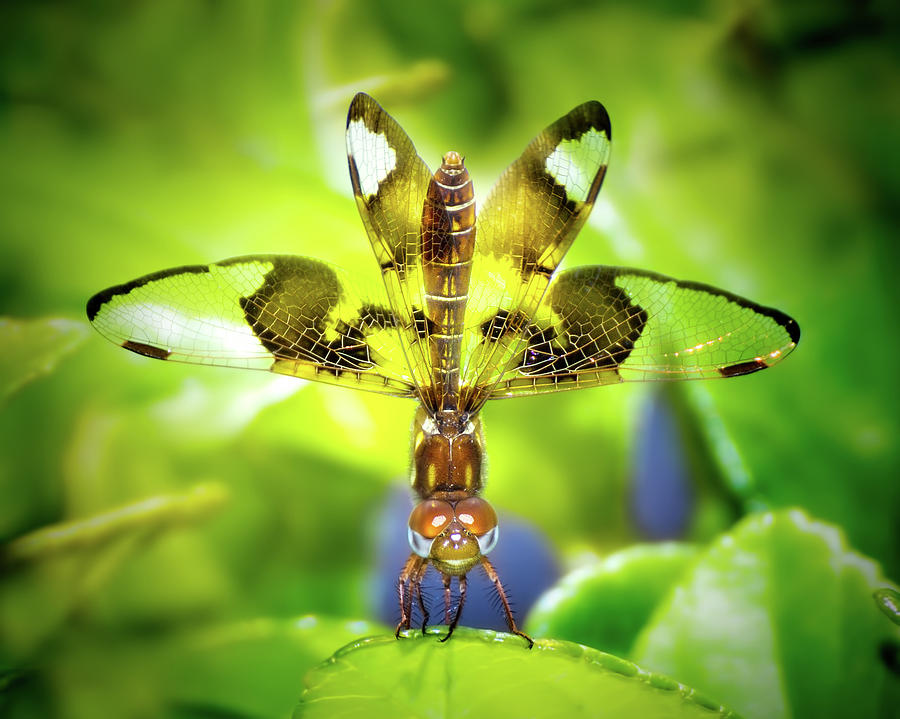 Dragonfly Design Photograph by Mark Andrew Thomas