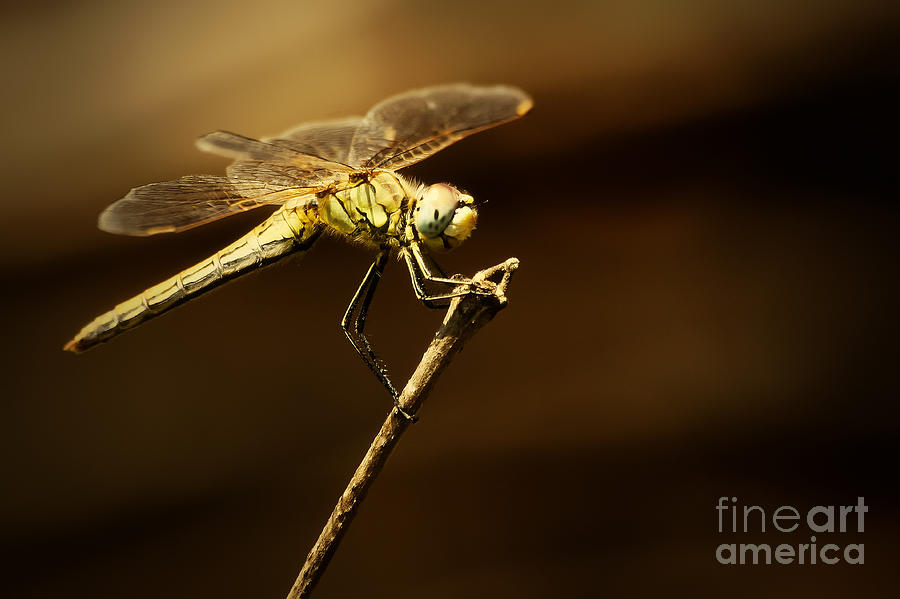 Dragonfly Photograph by Dimitar Hristov