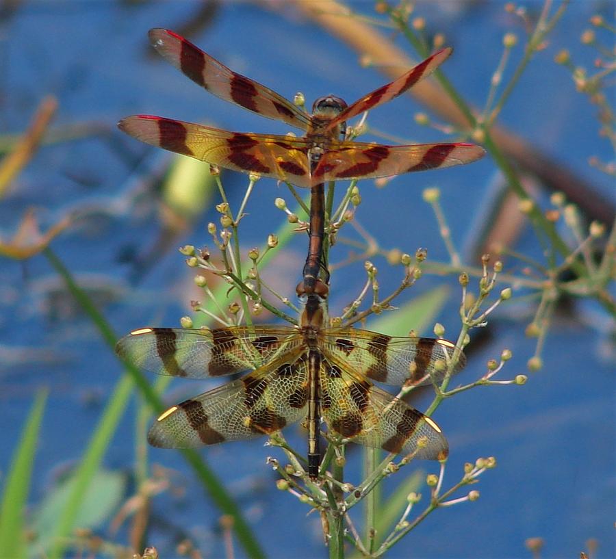 Dragonfly Double Photograph by Carl Moore