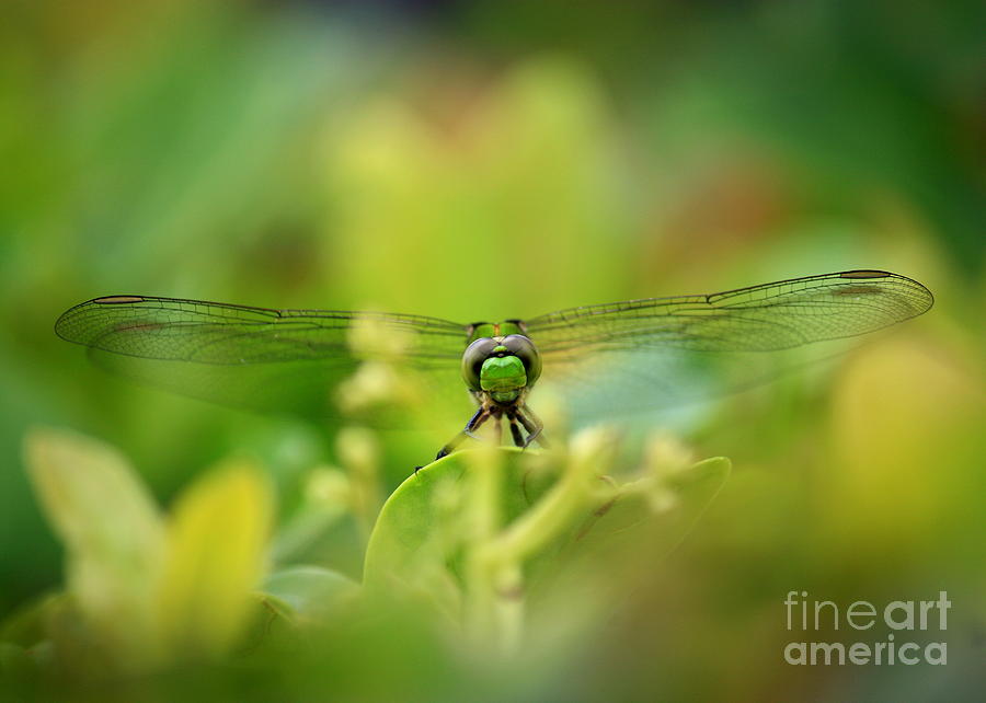 Dragonfly Dream in Green Photograph by Carol Groenen