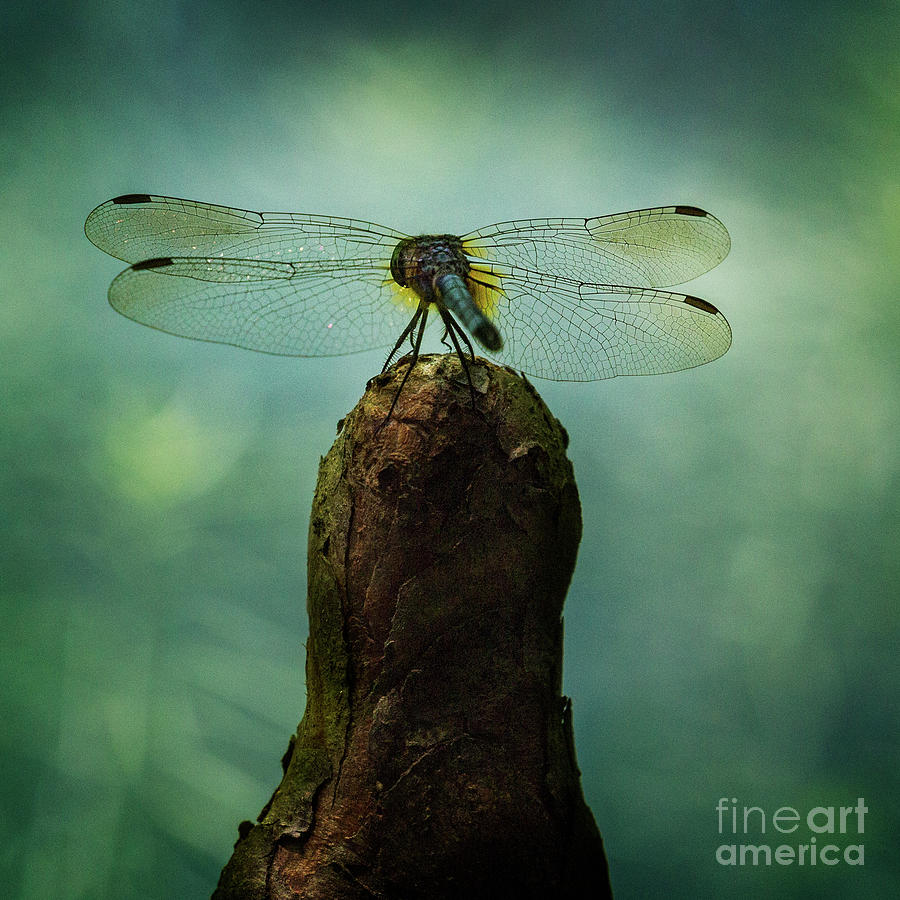 Insects Photograph - Dragonfly Dreams by Doug Sturgess
