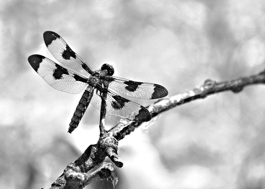 Dragonfly Dreams Photograph by Elizabeth Budd
