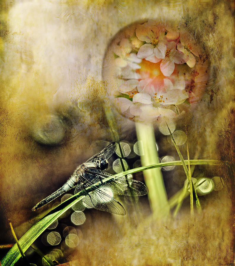 Dragonfly Dreams Digital Art by Sue Capuano