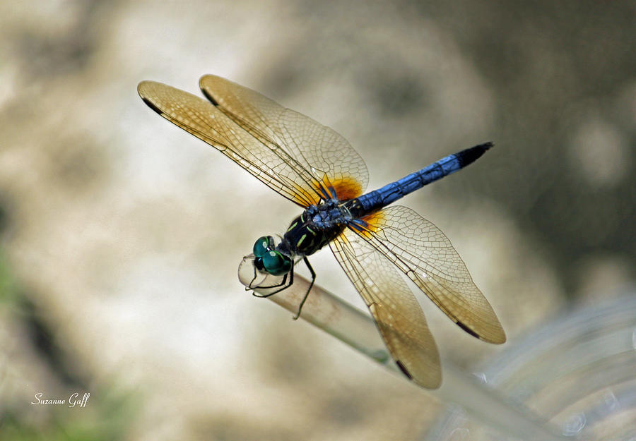 Dragonfly Dreams Photograph by Suzanne Gaff