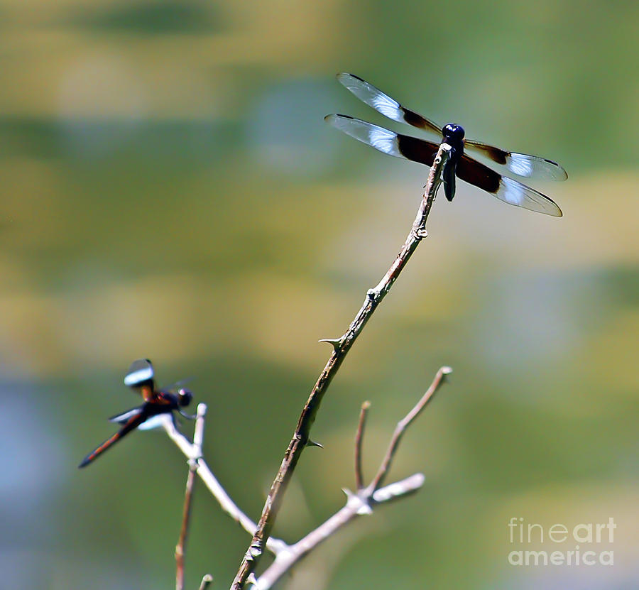 Dragonfly Duo Photograph by Kerri Farley