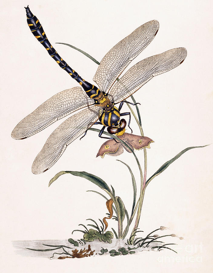 Boltons Dragon fly Libellula boltonii Drawing by Edward Donovan