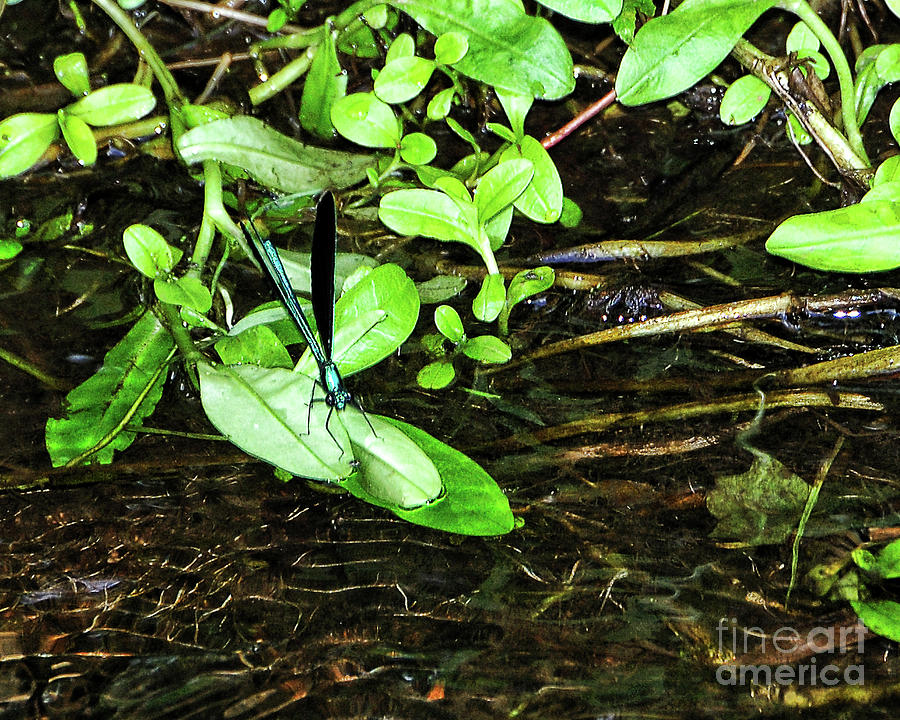 Dragonfly Photograph by Edward Sobuta