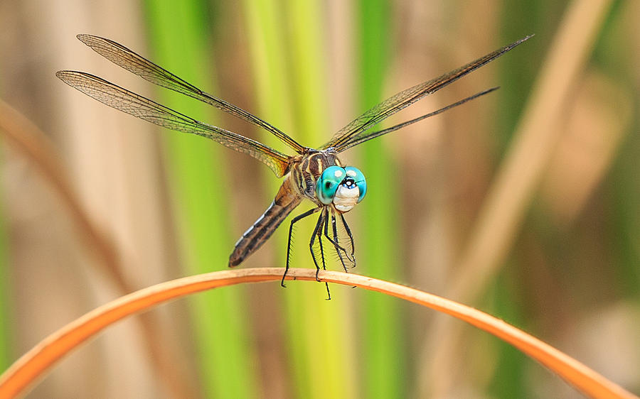 Dragonfly Photograph by Everet Regal