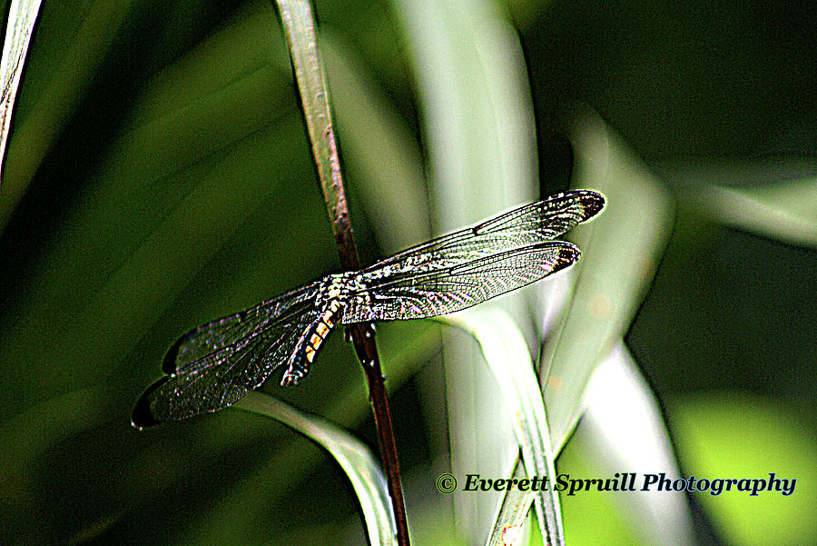 Dragonfly Photograph by Everett Spruill