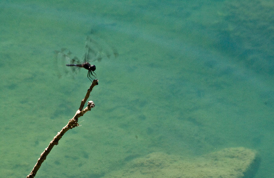 Snake Photograph - Dragonfly Exercising Wings by Douglas Barnett