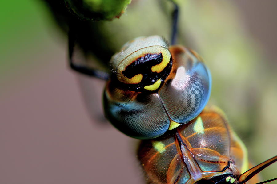 Dragonfly Eye Photograph by Ian Sanders