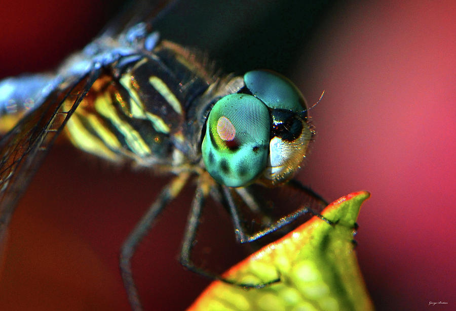 Dragonfly Eyes 003 Photograph by George Bostian