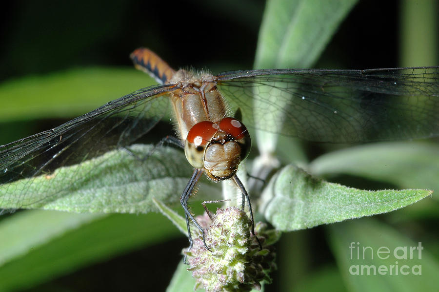 dragonfly-eyes-john-kaprielian.jpg