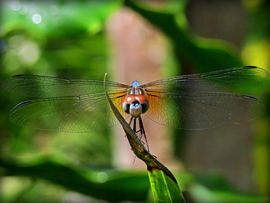 Dragonfly Eyes Photograph by Wanderbird Photographi LLC