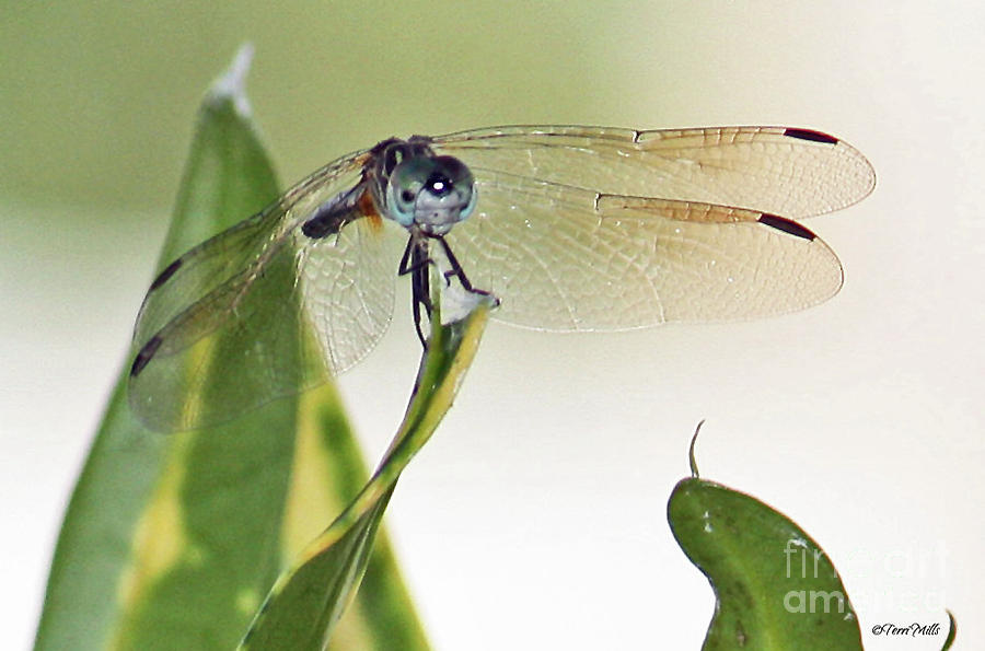 Dragonfly Face Photograph by Terri Mills