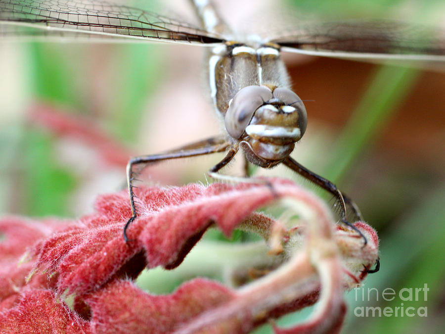 Dragonfly face to face Photograph by Adam Long
