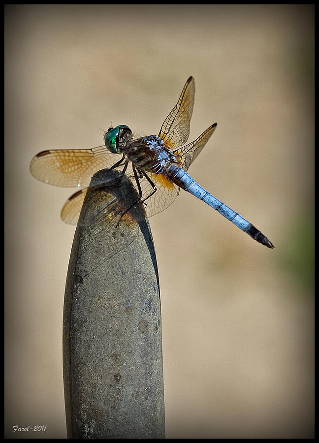 Dragonfly Photograph by Farol Tomson
