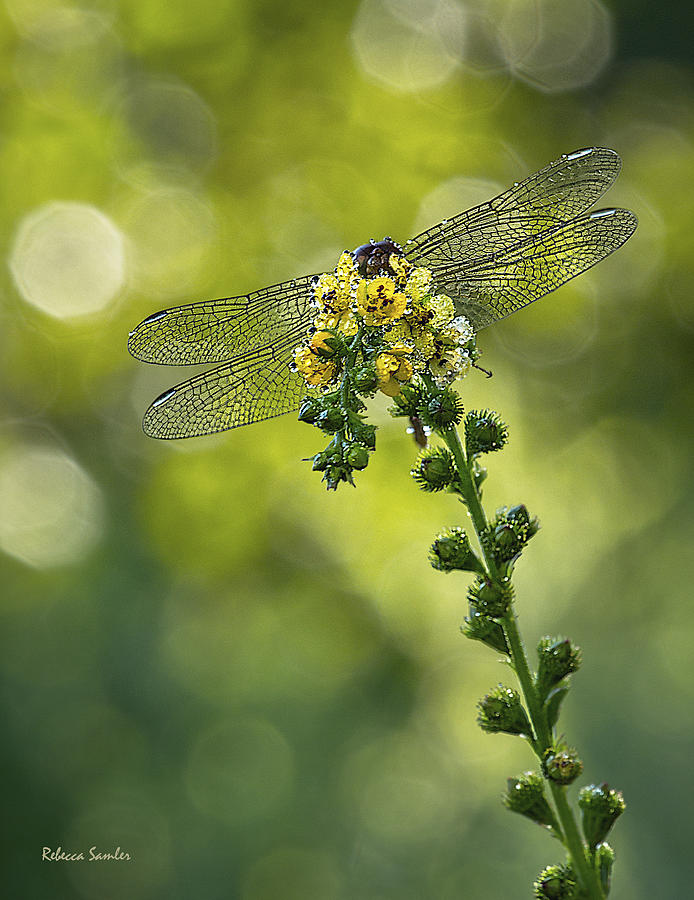 Dragonfly Flower Photograph by Rebecca Samler
