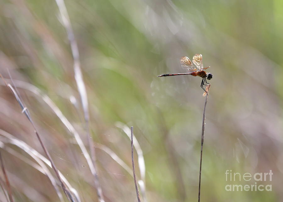 Dragonfly Focus Photograph by Carol Groenen